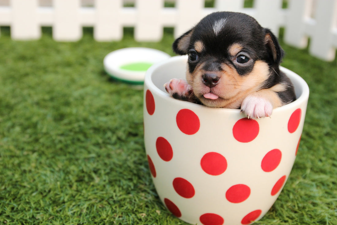 Doggie Bo Bo has Launched!