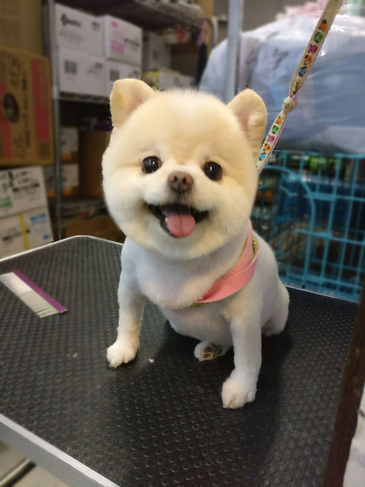 夏日洗白白~