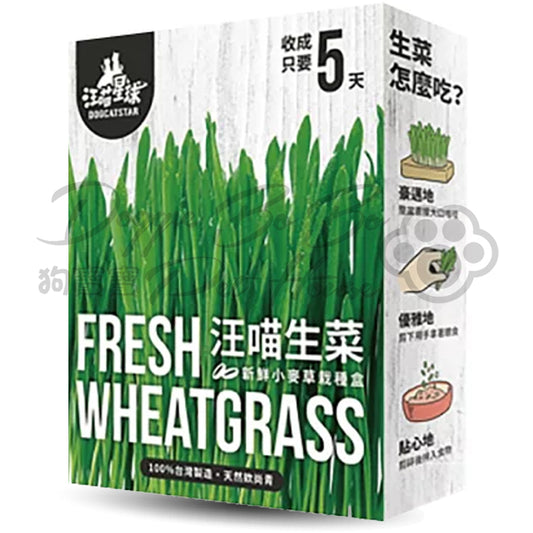 汪喵星球 - 貓草新鮮栽培盒-貓咪生菜